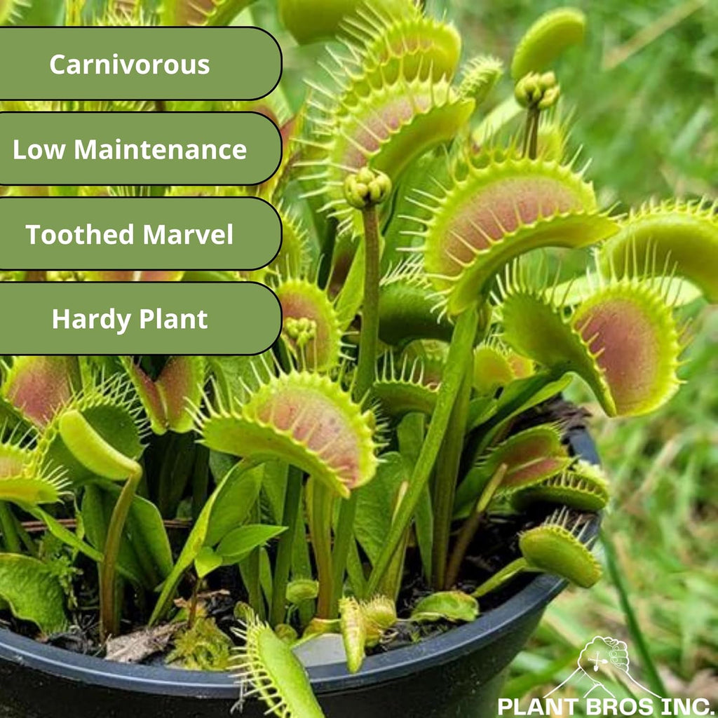 Venus Fly Trap Bare Root Carnivorous Plant Green S763