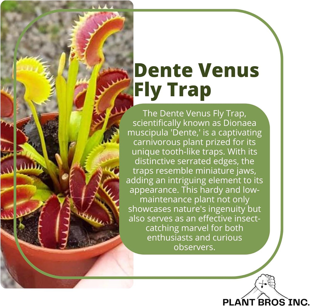 Venus Fly Trap Bare Root Carnivorous Plant Green S763