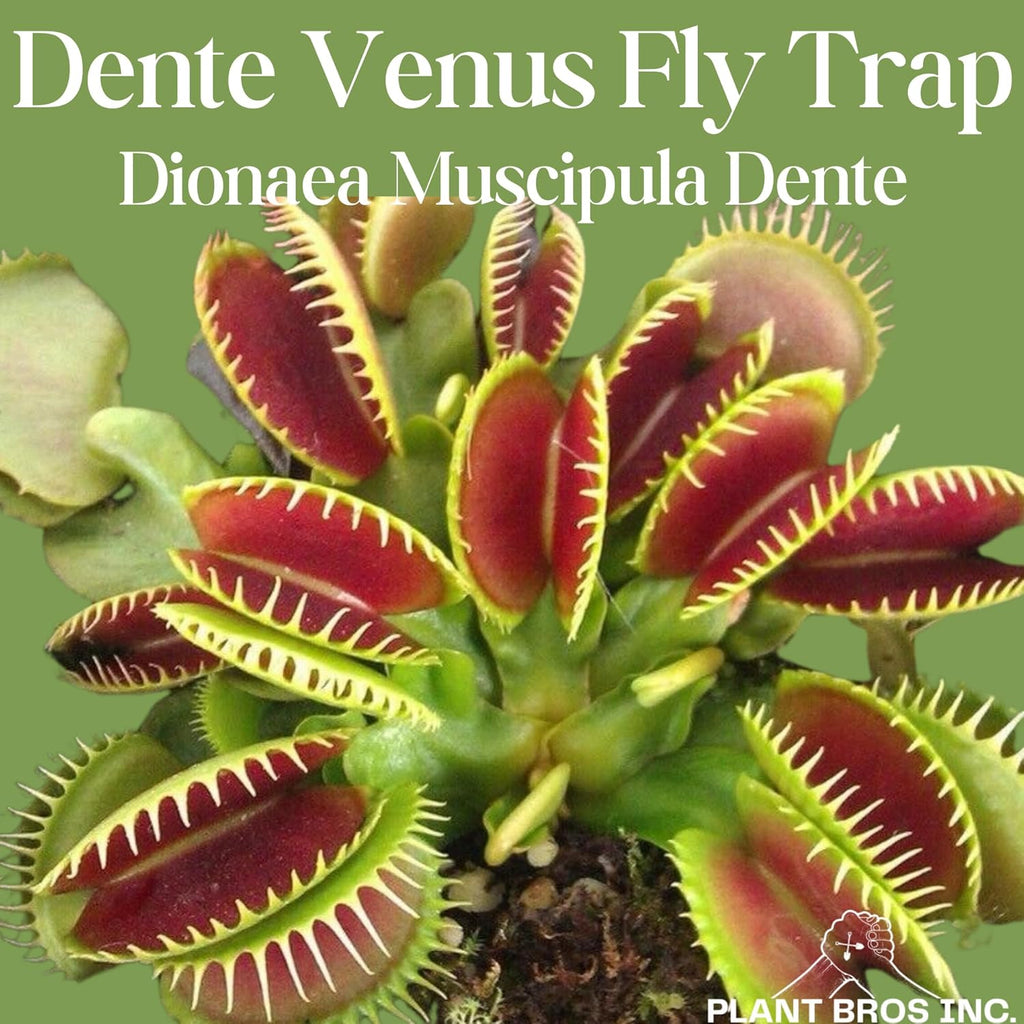 Venus Fly Trap Bare Root Carnivorous Plant Green S763