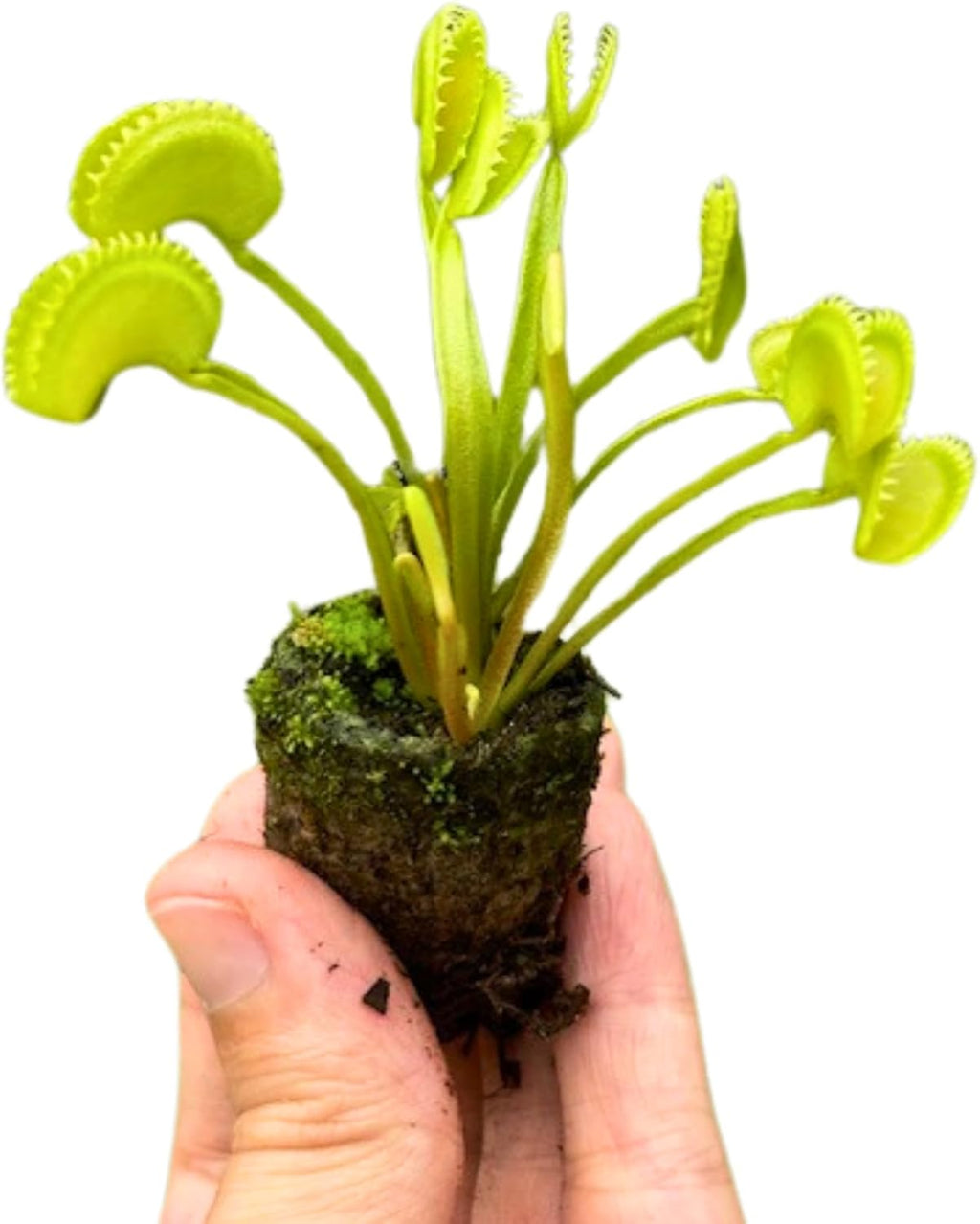Venus Fly Trap Bare Root Carnivorous Plant Green S763