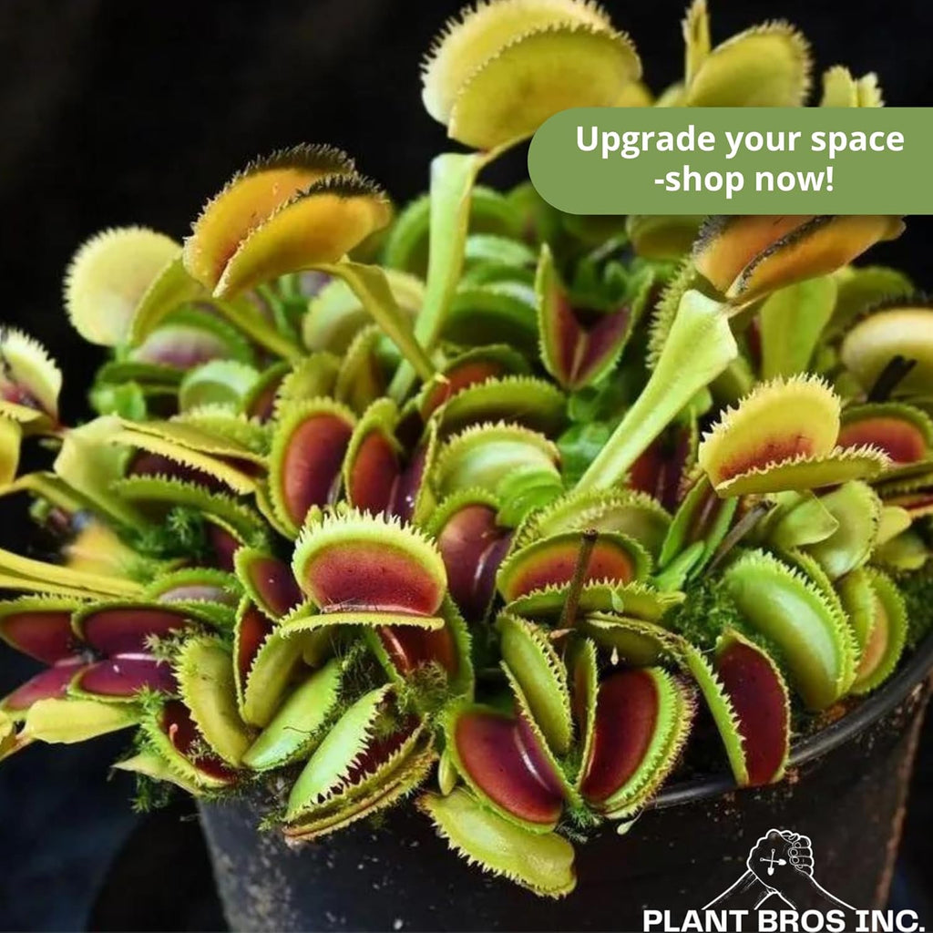 Venus Fly Trap Bare Root Carnivorous Plant Green S763