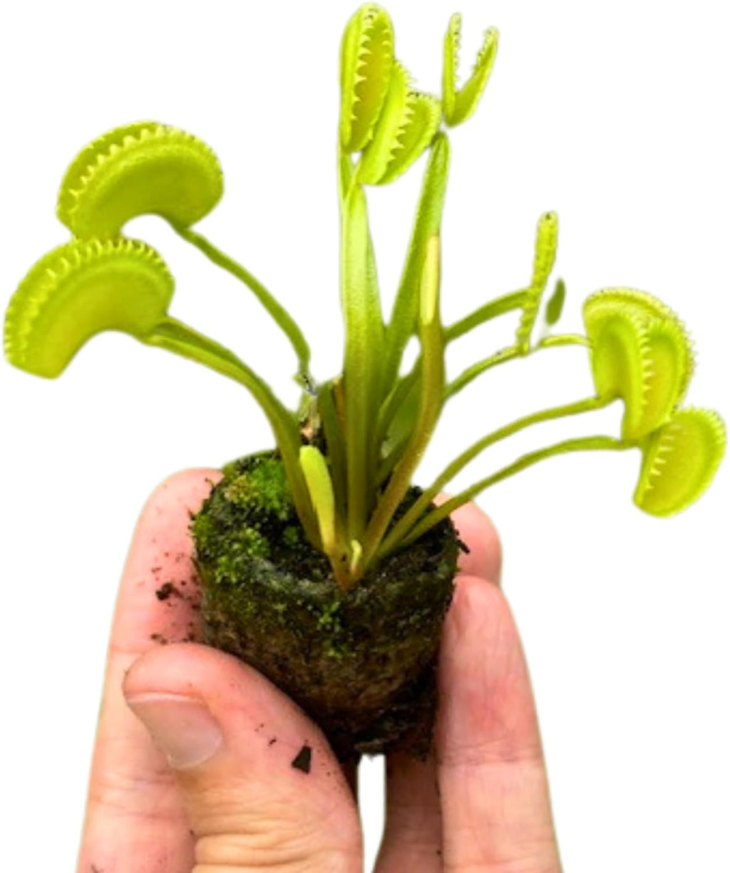 Venus Fly Trap Bare Root Carnivorous Plant Green S763