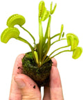 Venus Fly Trap Bare Root Carnivorous Plant Green S763